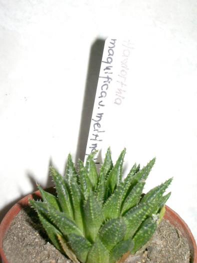 Haworthia magnifica v. meiringii - Suculente 2008