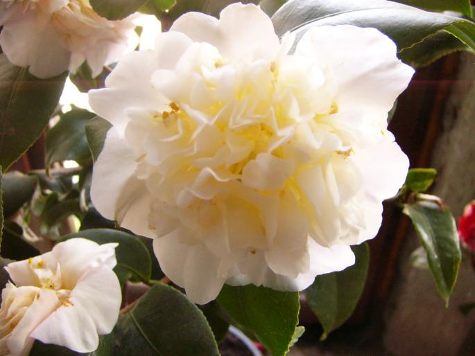 camelia japonica - Camelia japonica