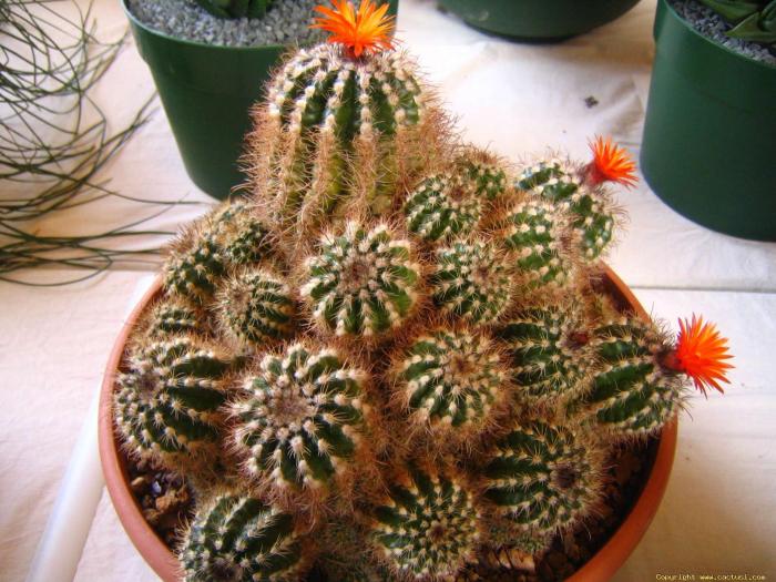 parodia_marianana_mause