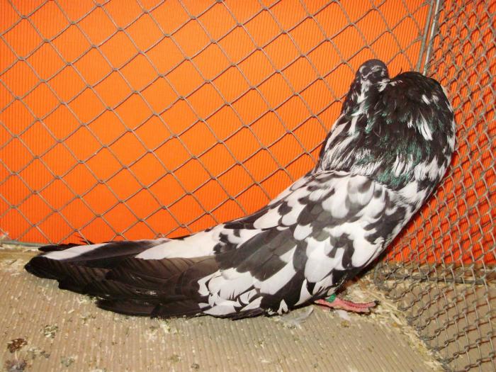 07559 og kropfer tig 0