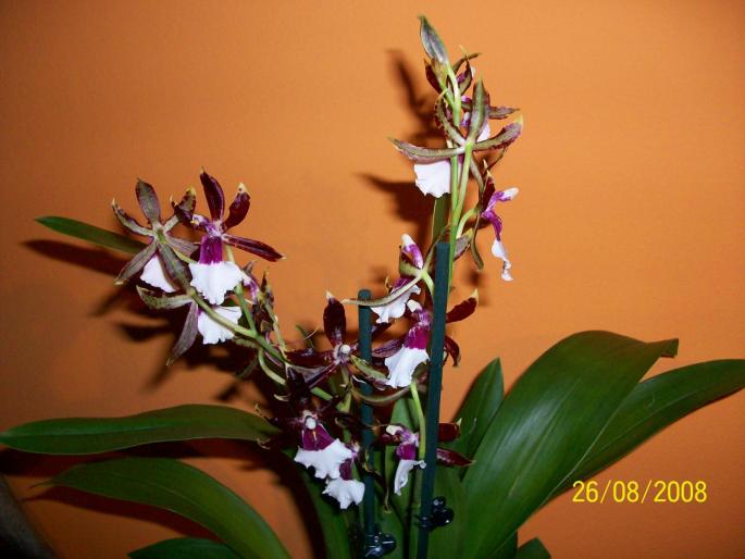 100_0261 - orhidee