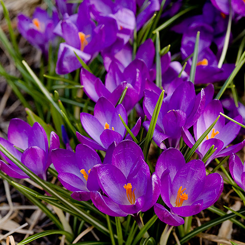 purple_crocuses - Mov cool