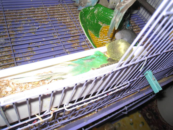 puiut care doarme in hranitoare