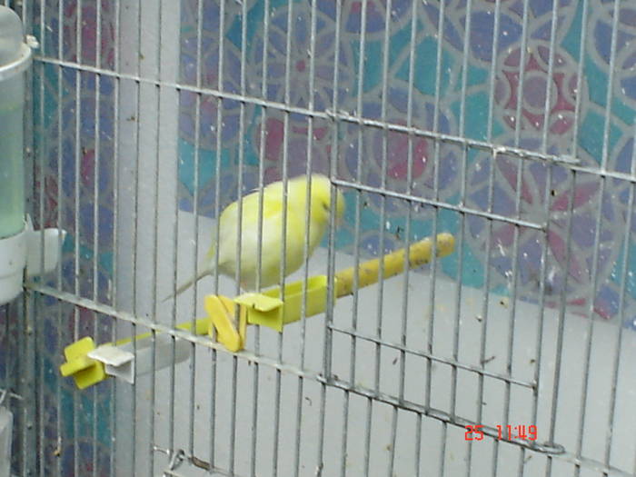 DSC03445 - PASARI CARE NU LE MAI AM - CANARI