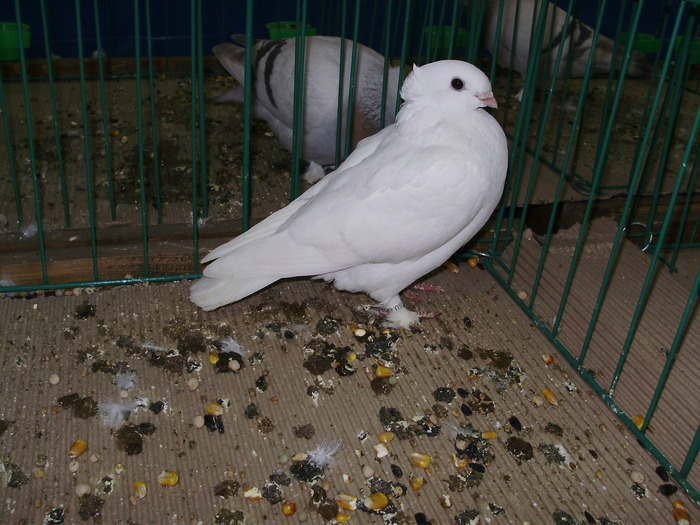 9569 momocolor lucerna 0 - 1507 partea 4