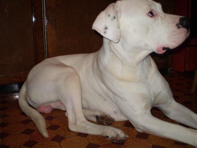 Picture-olympus 183 - dogo argentino