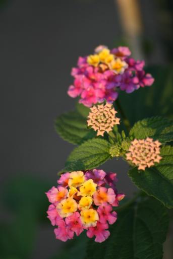 lantana camara; (var. Fabiola)
