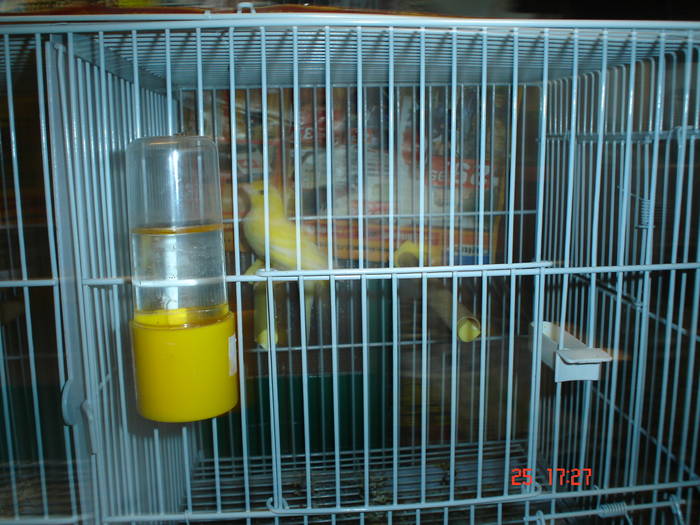 DSC02240 - PASARI CARE NU LE MAI AM - CANARI