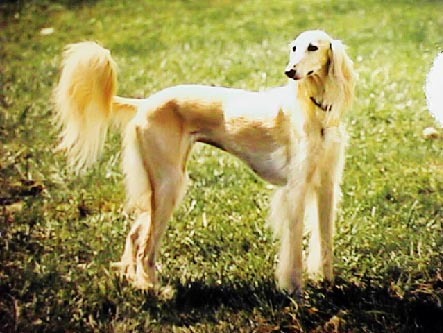 Golden_saluki