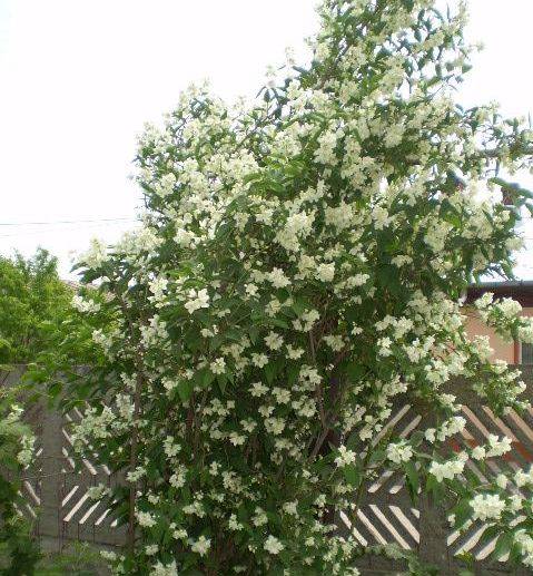 iasomie cu floare simpla