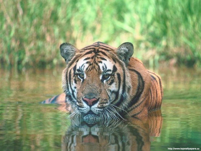052 - tigri