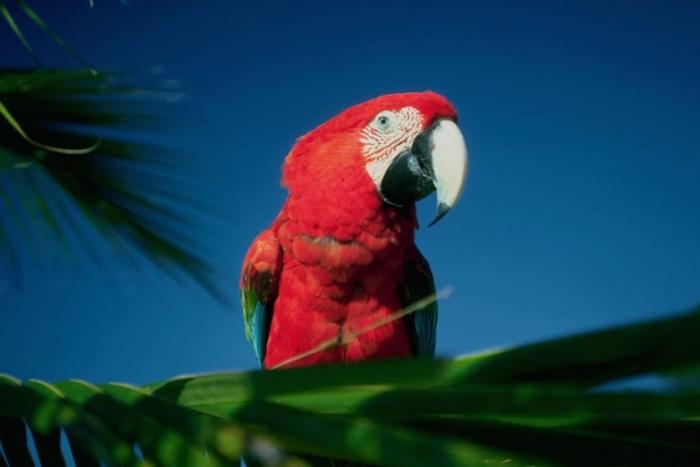 05 - papagali colorati