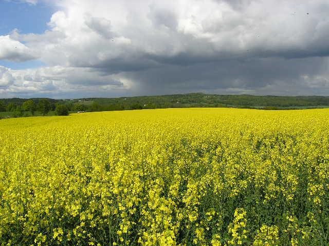 718 - Albine si pentru albine