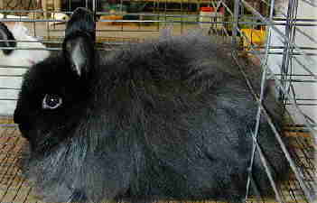 angora negru; angora negru
