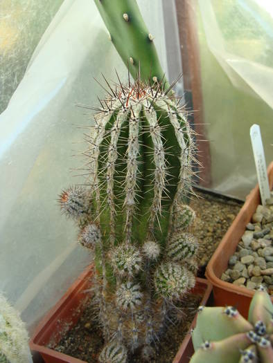 Echinopsis haku-jo - Lobivia-Echinopsis