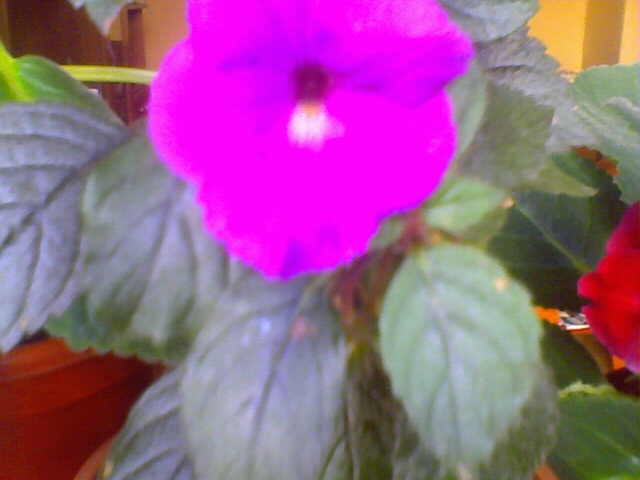 Picture 009 - achimenes