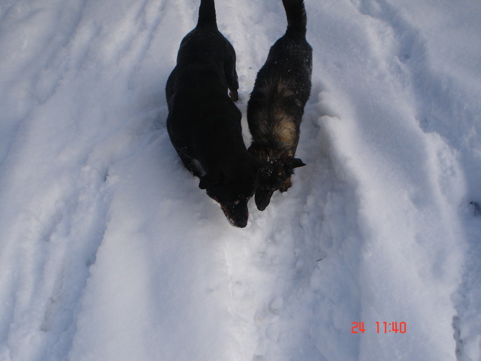 DSC08767 - Bella ianuarie 2010