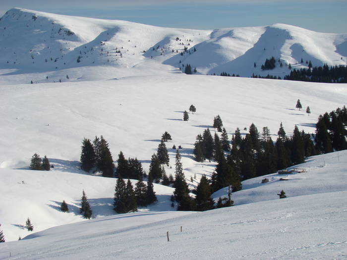 DSC01186 - Bucegi - Valea Izvorul Dorului-Padina
