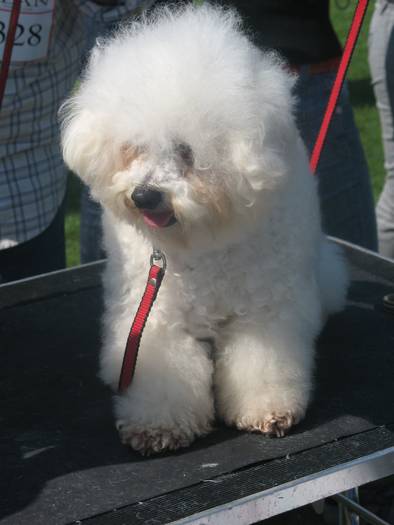 IMG_4774 - bichon frise