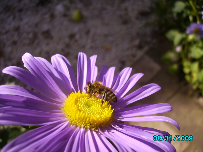 IMG_8579 - insecte si flori