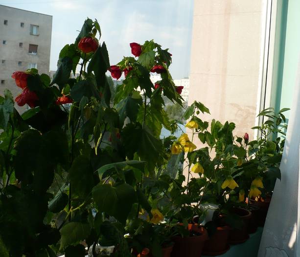 P1140620 - ABUTILONI