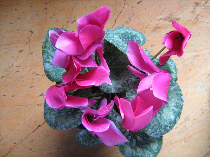 cyclamen