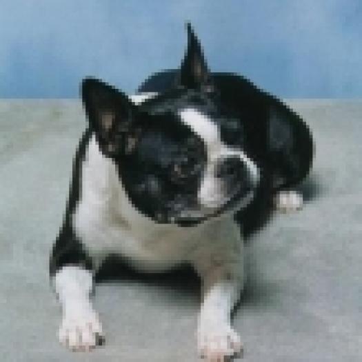 200599131254bostonterrier - Catei