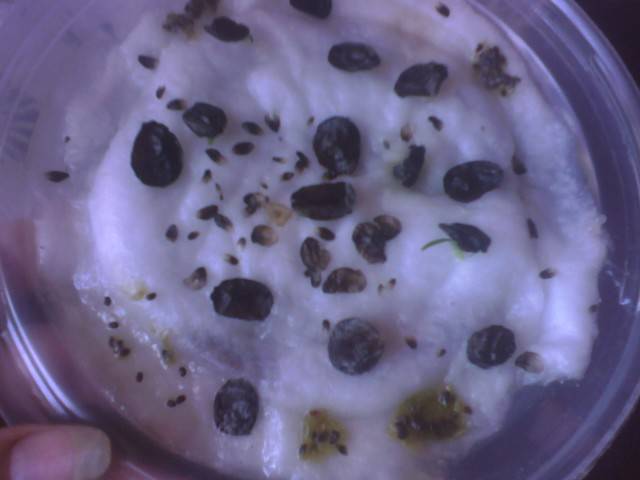 IMG_0672; seminte hipe parfumat
