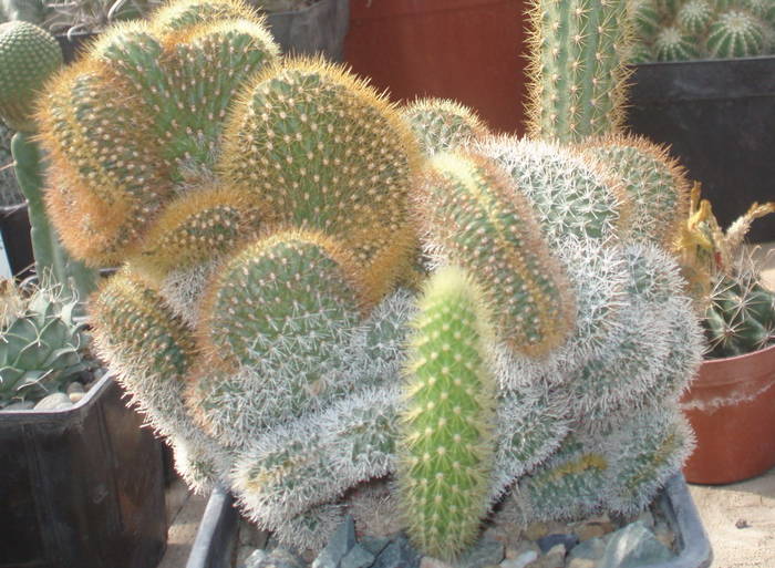 Winterocereus aureispinum f-ma cristata - cactusi -nu le mai am