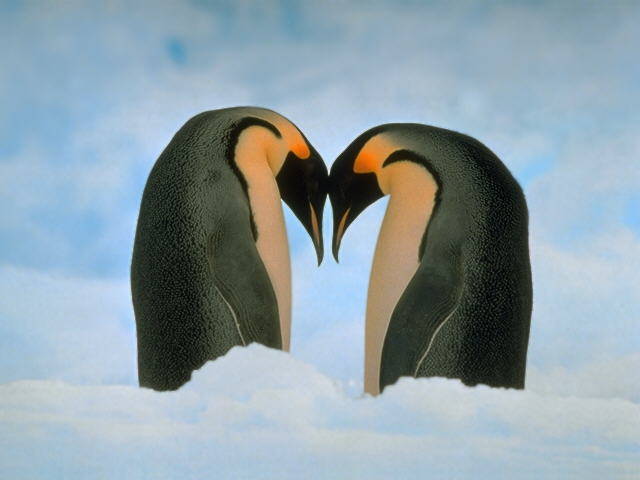 Se iubesc - Pinguini
