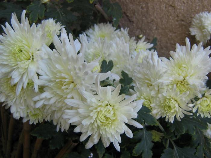 picture 396 - crizanteme  2008