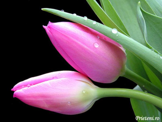 felicitare305b - animale si flori