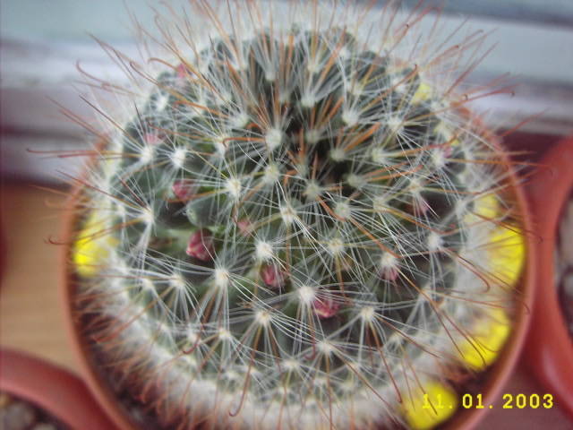 Mam.Bocasana Roz1 - Mammillaria