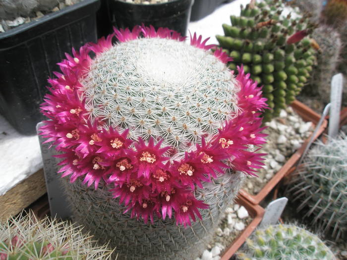 Mammillaria supertexta - 16.05 - Mammillaria