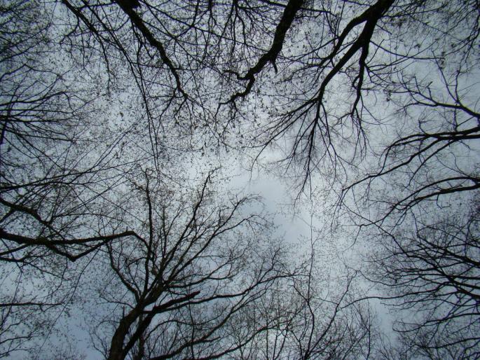 DSC02693 - 2008-03-22 - La padure-Baneasa