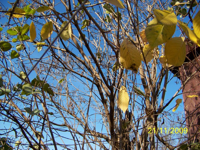 100_5002 - Toamna in curte  Timisoara