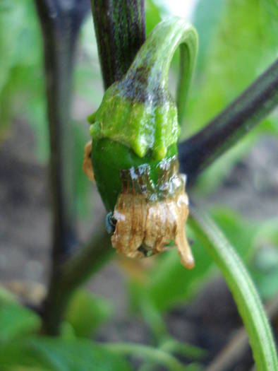 Hot Jalapeno (2009, June 21)