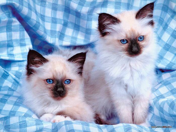 CATS HAPPY BLUE - cats birmaneze