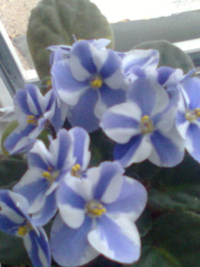 alb-albastru - violete 2009