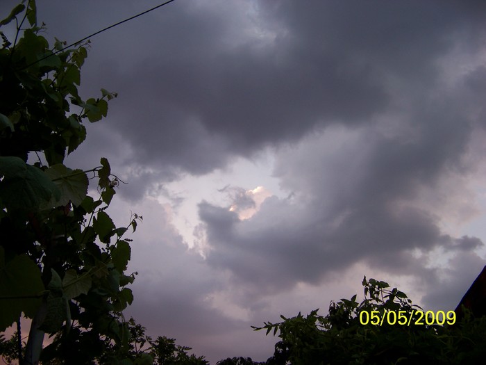 100_1505 - Primavara in curte  Timisoara