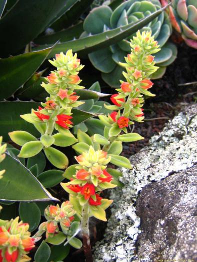 echeveria_coccinea_4