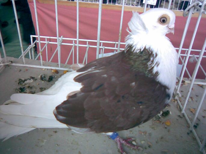 cta rosu 1 - 1503 partea 1