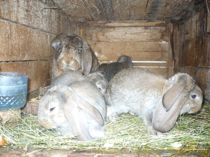 poze iepuri 2504 533 - femele cu pui din 1-10 iunie actuali