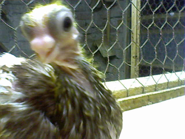Picture 019