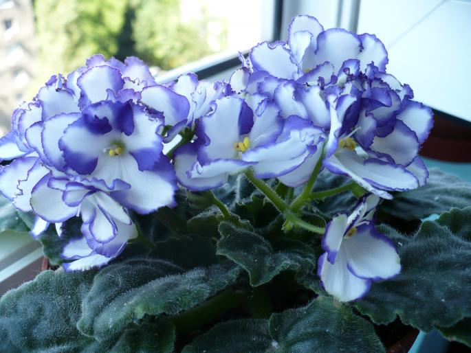 P1020683 - Violete africane