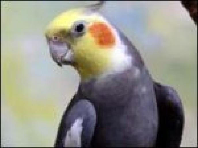 35__41257422_cockatiel_203