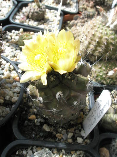 Neochilenia crispa - 13.07 - DIVERSE specii de cactusi