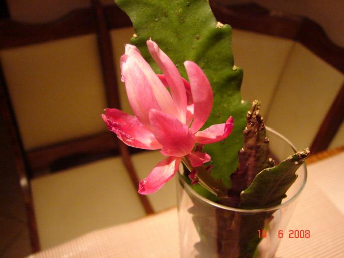 Epiphyllum hb 797