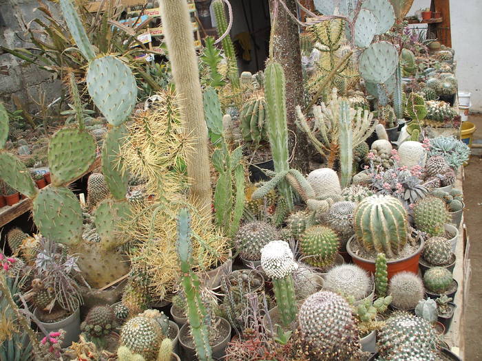 grup4 - colectia mea de cactusi