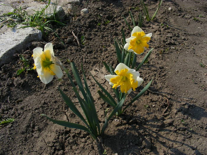Narcise - Aprilie 2009